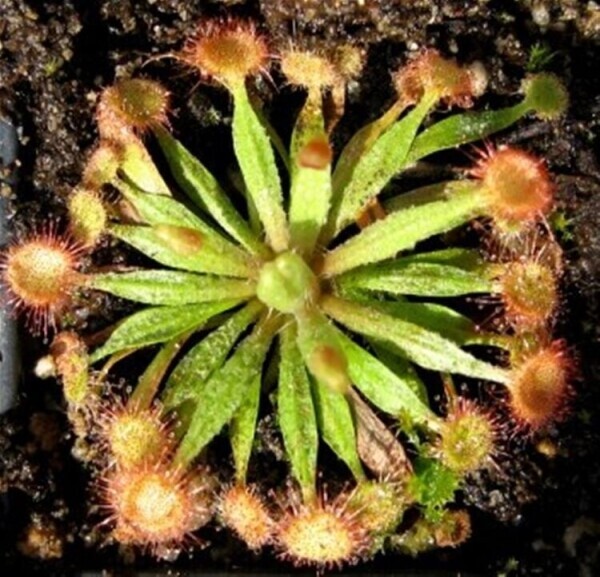 Garden Centre & Horticulture For Sale in UK Based - Online Business Photo 3