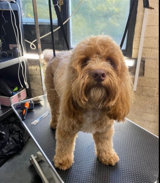 TOWN CENTRE DOGGY DAYCARE & GROOMING CENTRE based STOCKPORT Photo 3