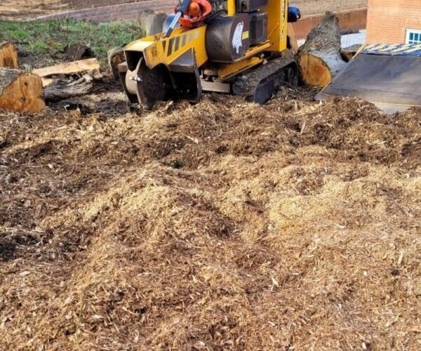 Tree Stump Grinding Specialist - Essex Photo 3