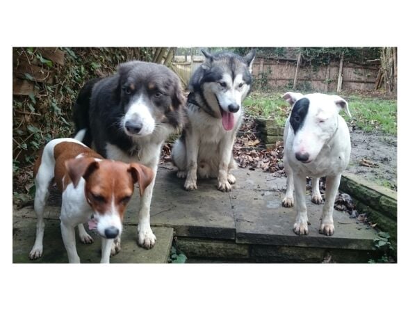 Well established Dog Walking and Home Boarding business for sale