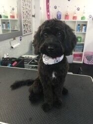 Fully equipped dog grooming salon