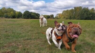 Well established dog walking company in Wimbledon