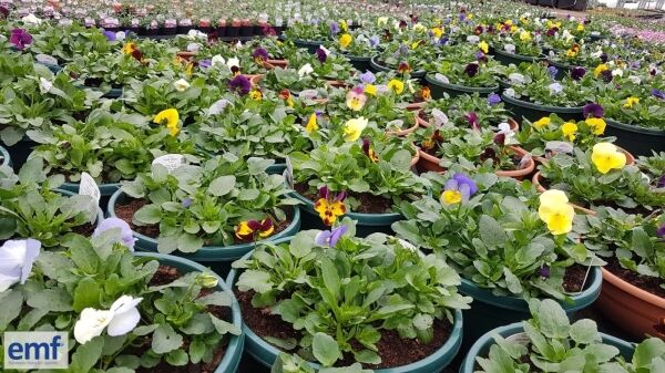 WHOLESALE PLANT NURSERY Photo 3