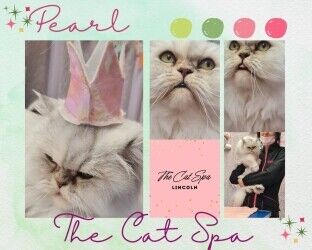 Cat Grooming Spa niche market in Lincolnshire. Cat Grooming Spa niche market in Lincolnshire.