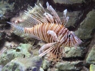 Award winning Aquarium  with catering, retail and tourist attraction