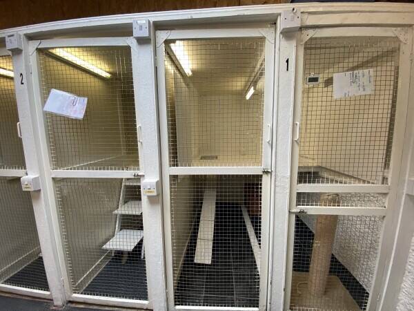 Long-Established & Thriving Cattery With Accommodation In Affluent Suburb of SW London Photo 3