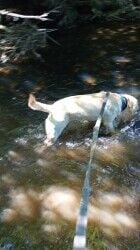 Dog walking business Portsmouth Dog walking business Portsmouth