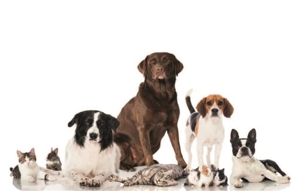 SUPPLIER OF VARIOUS PET GOODS SUPPLIER OF VARIOUS PET GOODS