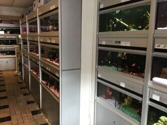 Well established aquatic pet shop for sale Photo 3