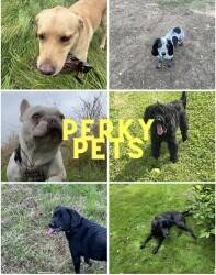 Pet services company in Warwickshire. Pet services company in Warwickshire.