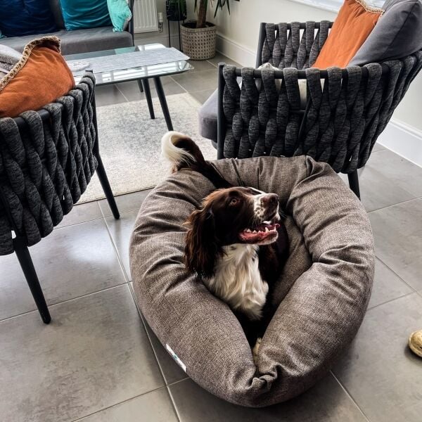 Luxury Ecommerce Business with Trademarks Specialising in Pet Products