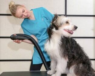 Dog Grooming Business for Sale in Farnborough Dog Grooming Business for Sale in Farnborough