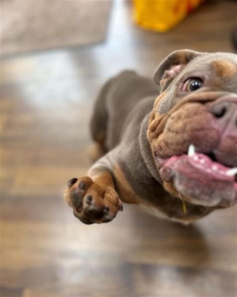 DOG HOME BOARDING COMPANY DOG HOME BOARDING COMPANY
