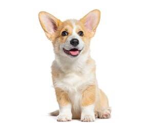 Stylish & Scalable Online Pet Lifestyle Brand