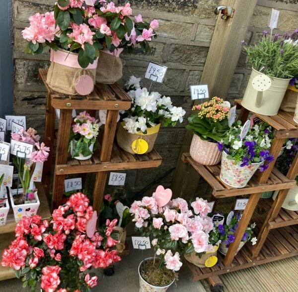 Bloom Into Business – Established Florist with Fantastic Returns Bloom Into Business – Established Florist with Fantastic Returns
