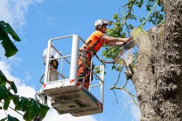 High-Performing Arboriculture/Tree Service Business – Strong Earnings & Expansion Potential” High-Performing Arboriculture/Tree Service Business – Strong Earnings & Expansion Potential”