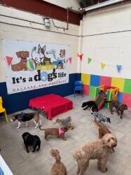 Popular, Professional Doggy Daycare Business