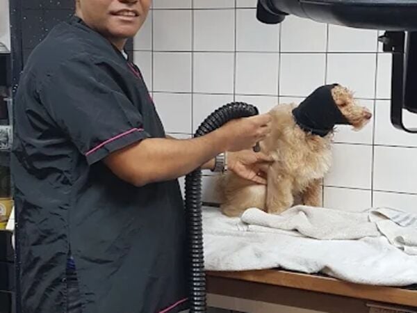 Pampered Pets Paradise – Established Dog & Cat Grooming Salon