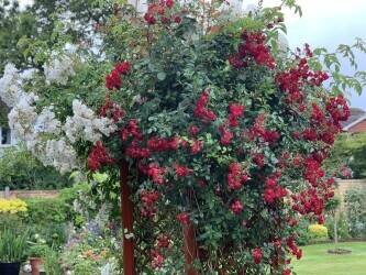 Gardening/ Maintenance / Landscape Business for Sale in Surrey Gardening/ Maintenance / Landscape Business for Sale in Surrey