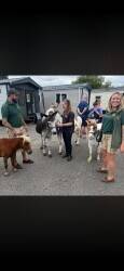 Miniature Pony Event Party Provider Business
