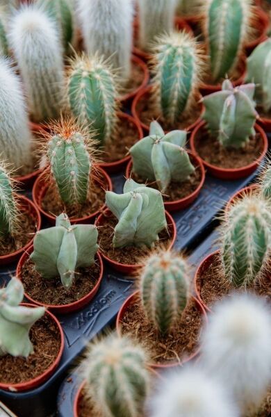 NICHE RETAIL & WHOLESALE PLANT BUSINESS NICHE RETAIL & WHOLESALE PLANT BUSINESS