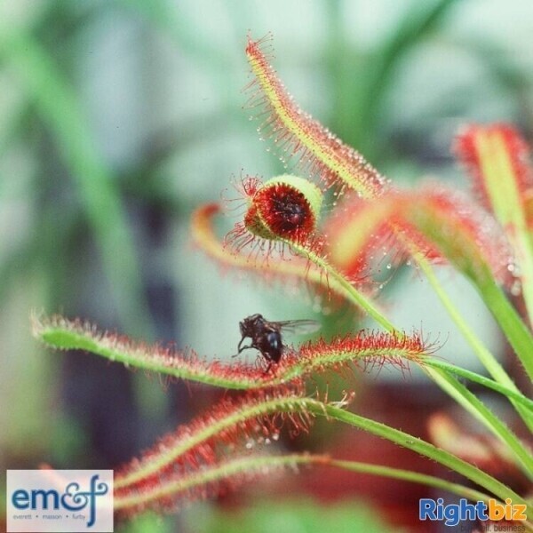 PLANT NURSERY & ON-LINE RETAIL BUSINESS Photo 4