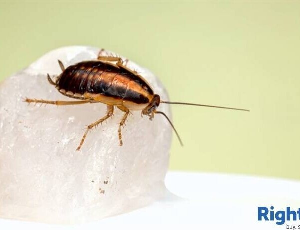 Well-Established Pest Control Business. with Superb Expansion Opportunities Photo 4