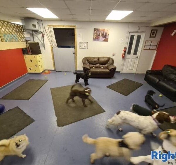 5 Star Rated Dog Day Care & Hydrotherapy Centre Photo 4