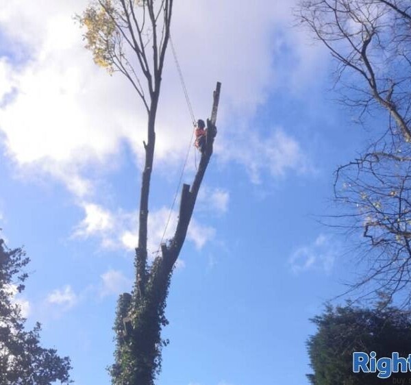 Well Established Tree Surgeons For Sale Photo 4