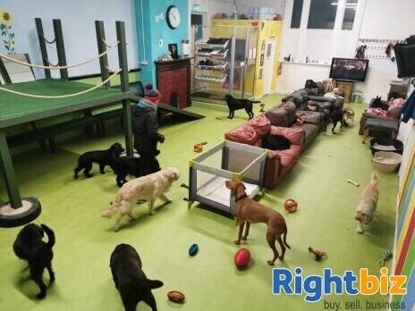 Popular Doggy DayCare Business Photo 4