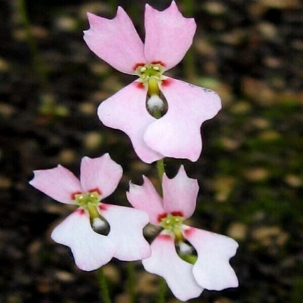 Garden Centre & Horticulture For Sale in UK Based - Online Business Photo 4