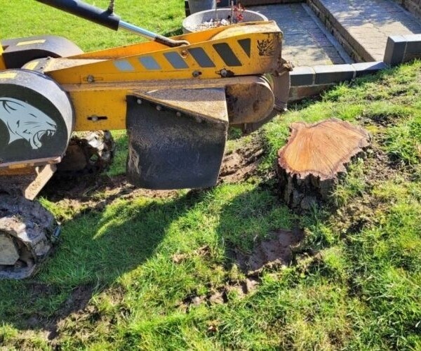 Tree Stump Grinding Specialist - Essex Photo 4