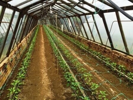 Horticultural Nursery - Currently Ran As a Hobby Photo 4