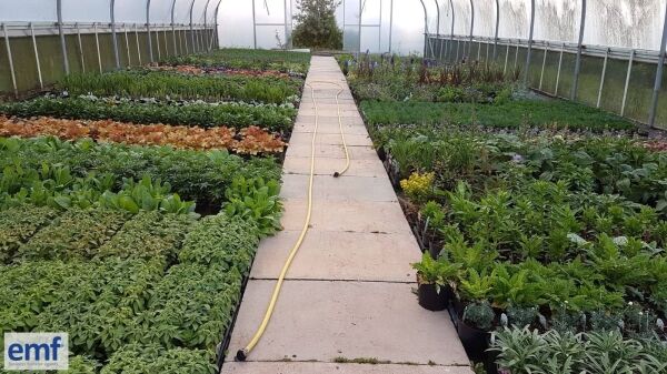 WHOLESALE PLANT NURSERY Photo 4