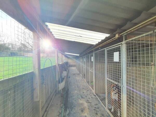 A wonderfully located kennels for sale Photo 4