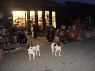 Garden Centre and Cafe for sale Freehold Norfolk