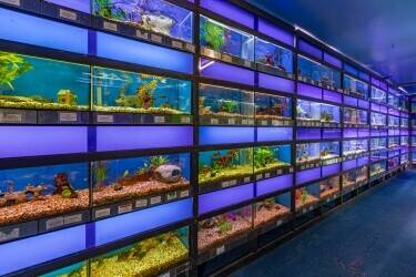 Established Aquatic and Pet Business with 4 bed Home North Yorkshire Established Aquatic and Pet Business with 4 bed Home North Yorkshire