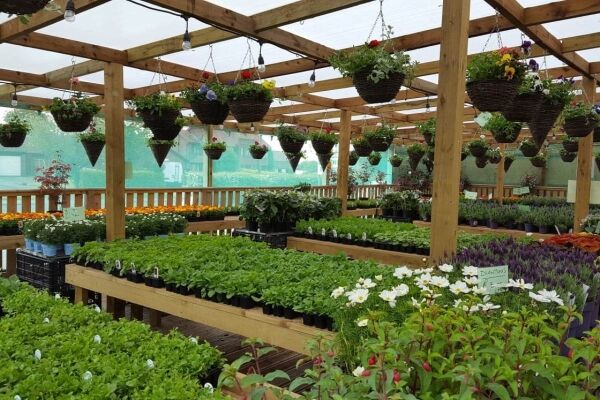 Florist & Garden Centre - Skelmersdale Photo 5