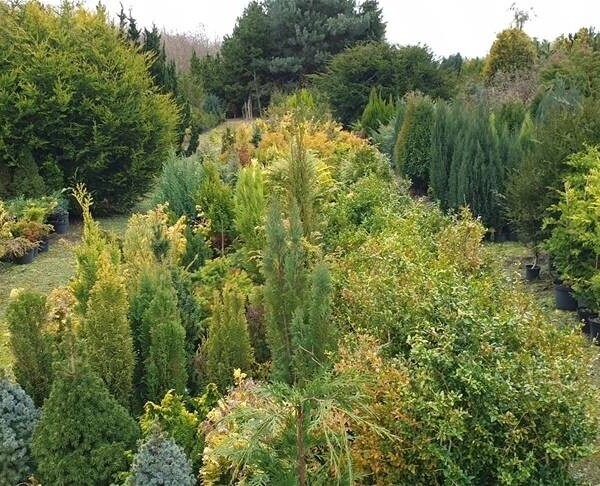 Garden Centre & Horticulture For Sale in Lincolnshire / Nottingham Border Photo 5