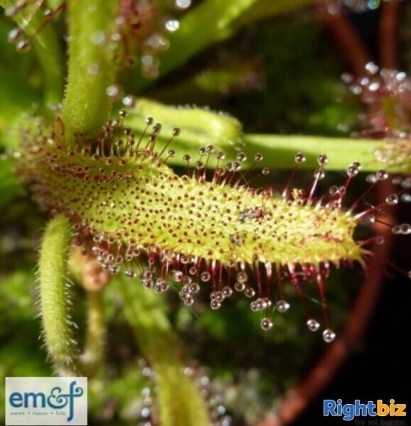 PLANT NURSERY & ON-LINE RETAIL BUSINESS Photo 5