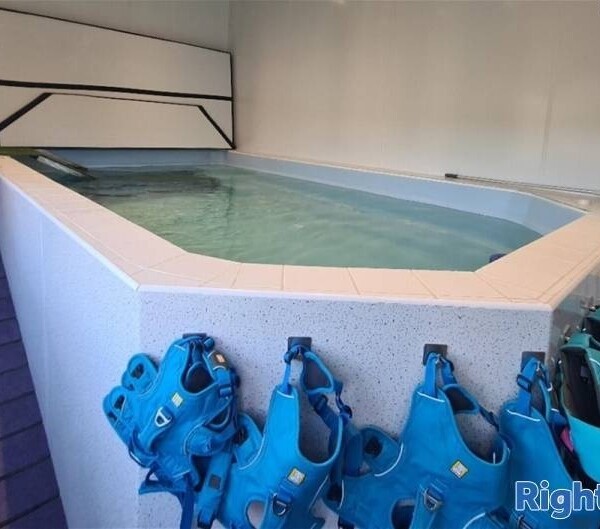 5 Star Rated Dog Day Care & Hydrotherapy Centre Photo 5