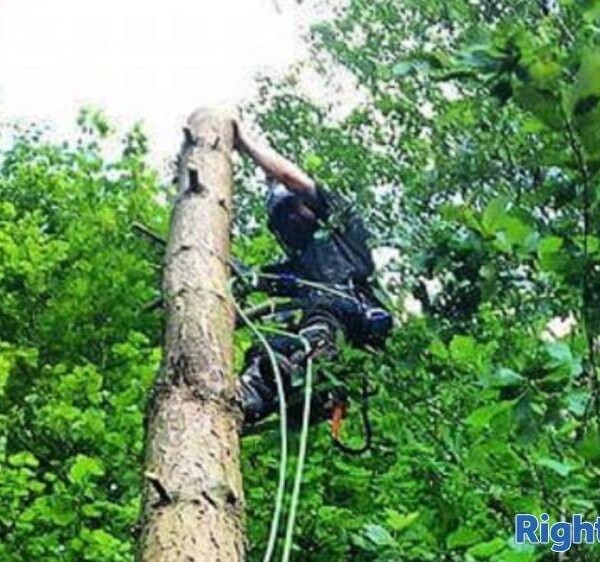 Well Established Tree Surgeons For Sale Photo 5