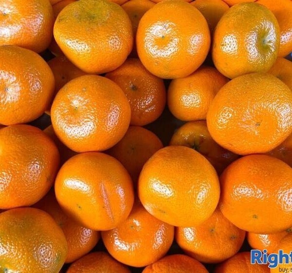 Beautiful high quality local Greengrocers- North Cornwall Photo 5