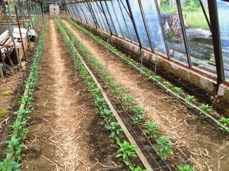 Horticultural Nursery - Currently Ran As a Hobby Photo 5