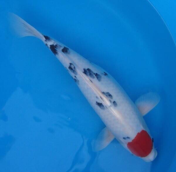 Well-Established Top Quality Hand Selected Koi Carp Business Based Near Henley-On-Thames Photo 4