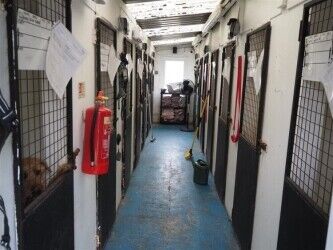 Kennels, Cattery & Equestrian businesses For Sale in Rugby Photo 5