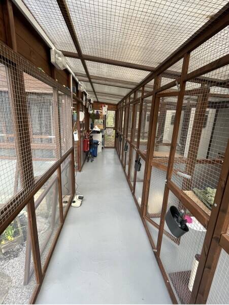 Established Cat Hotel and owners residence Photo 5