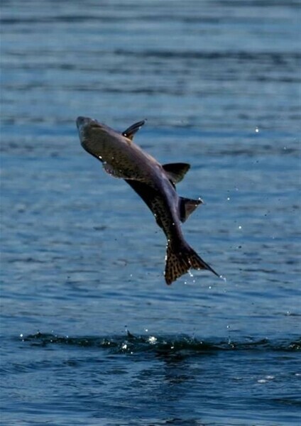 GAME FISHING BREAKS ON THE RIVER TWEED RUN FROM HOME Photo 6
