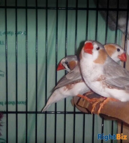 Long Established Pet Shop For Sale In Banff, Aberdeen Photo 6