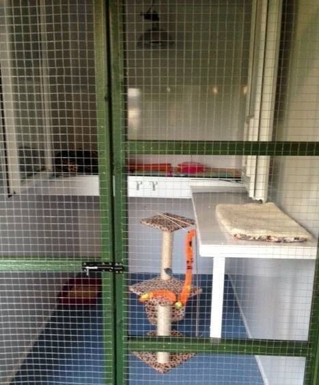 Cattery- East Yorkshire Photo 6